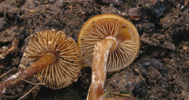 Galerina da determinare n�24.